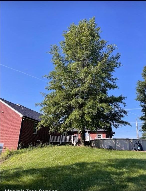 Moore's Tree Service