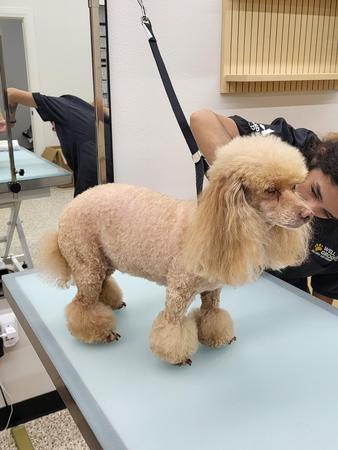 Images Well Groomed Pets McAllen