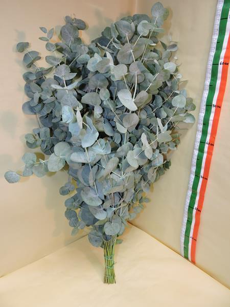 Images Viglietti Sergio - Export Fiori