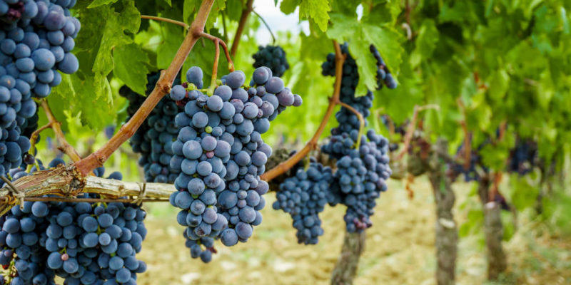 Images Azienda Vinicola Forno