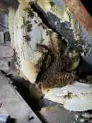 Images Platoon Pest Control