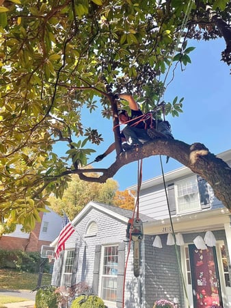 Images Taylor's Tree & Landscaping