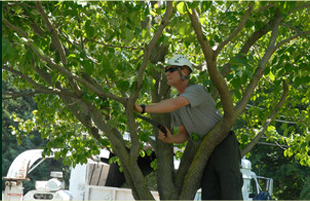Images Corona Tree Service LLC