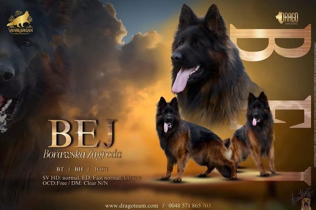 Images VanBlargan German Shepherds