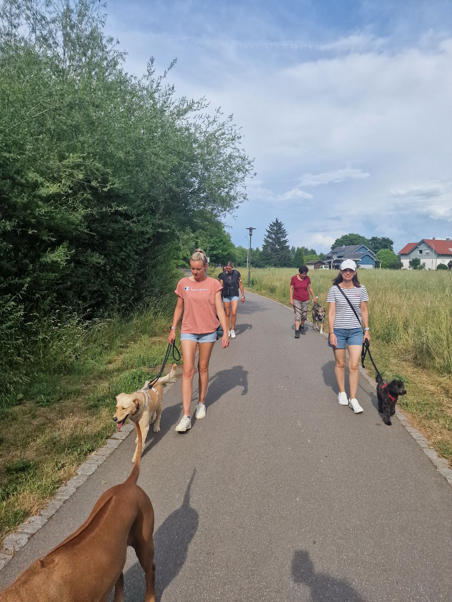 PAWtner Hundetraining Sabrina Rösch, Am Tiefenbach 10 in Ilsfeld