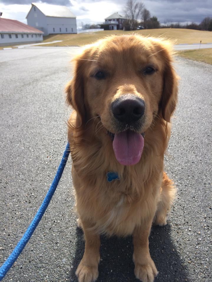 Recall W/ Emily Comfort Hill Kennel