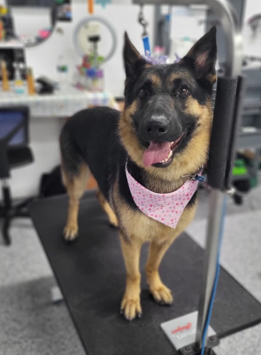 A happy German Shepherd stands on a grooming table inside a pet grooming salon. The dog wears a pink patterned bandana and looks toward the camera with tongue out.