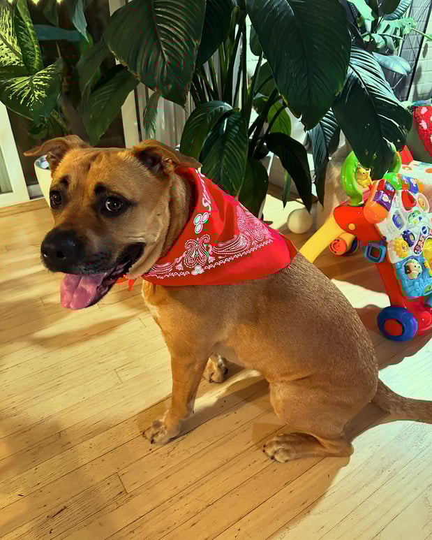 Images Courtney Khashabi - State Farm Insurance Agent