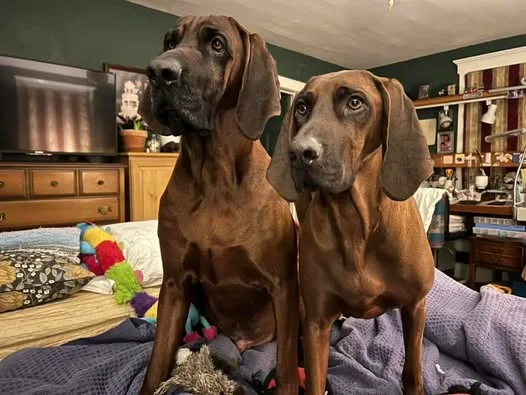 Images MI Pondholler