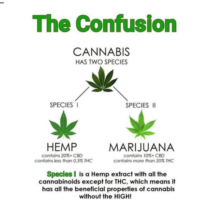 Images NM Brief Relief: Medical Marijuana Cards & CBD Products