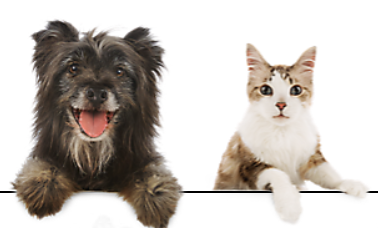 Images Centrofauna Veterinaria