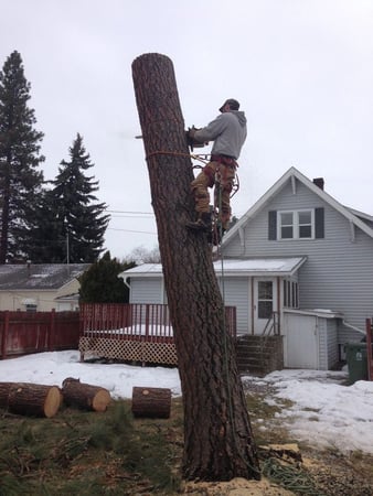 Images Green Outdoors Tree Service