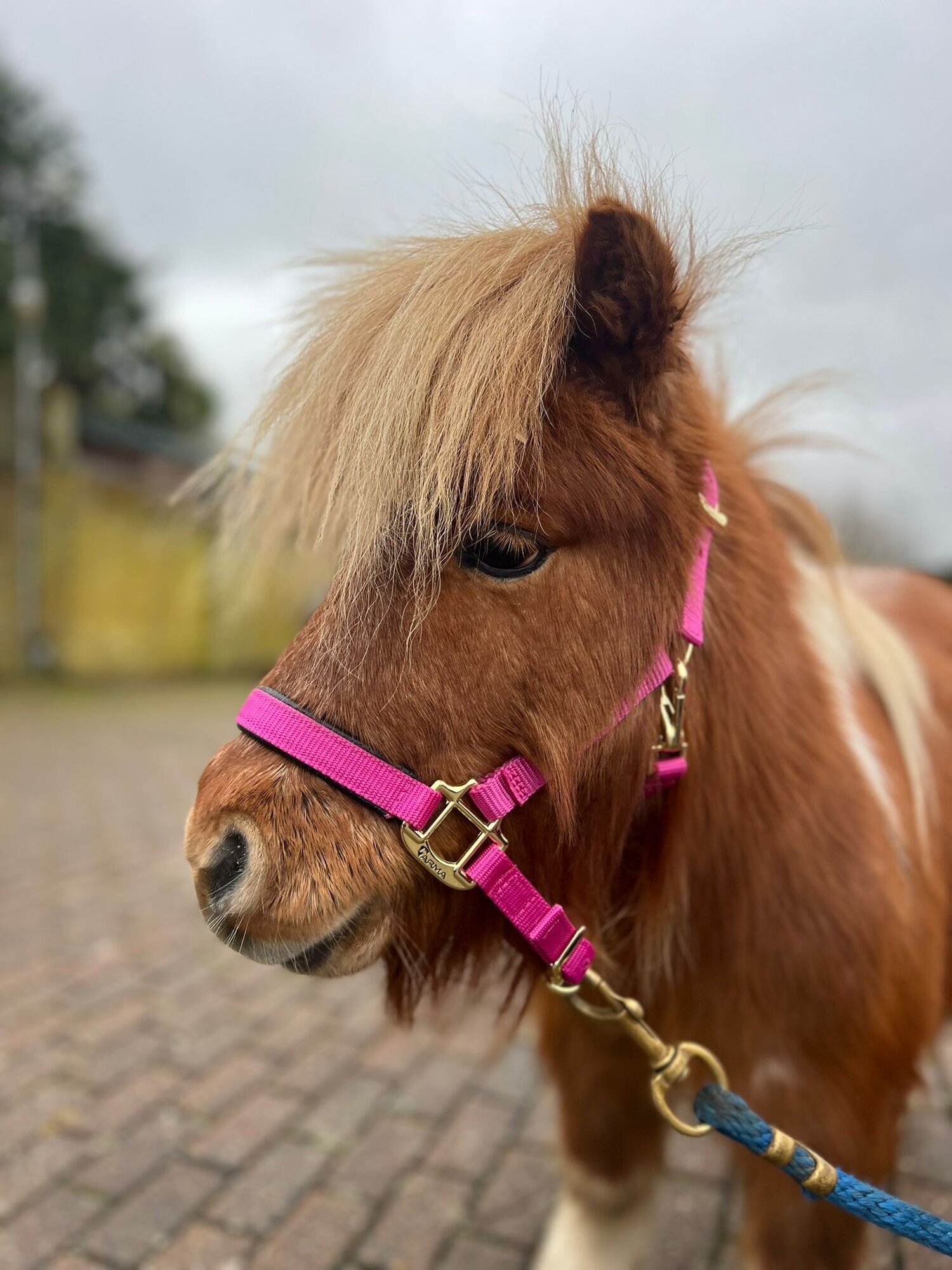 Images Kent Equine Therapy Ponies