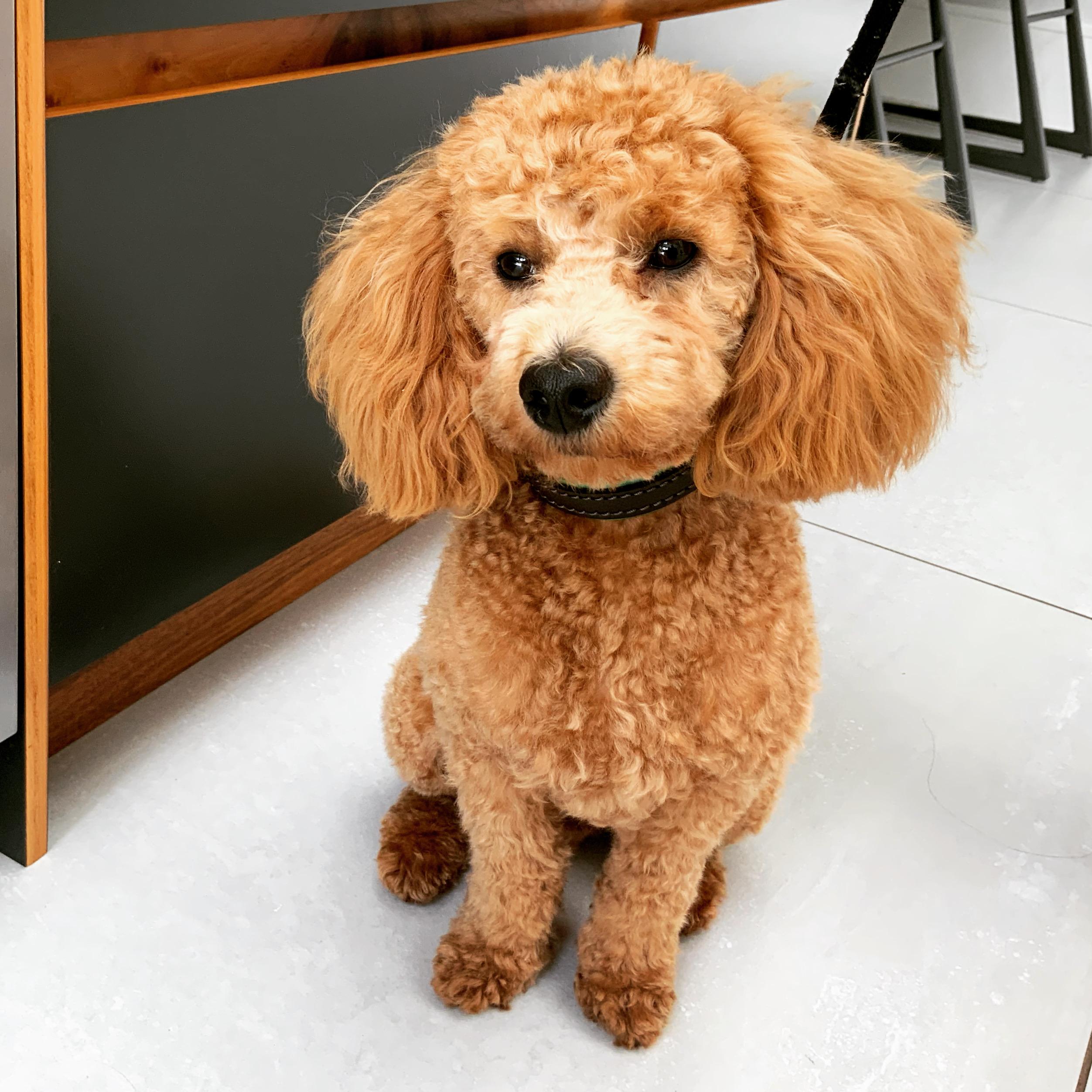 Images Pet People Vets - East Sheen