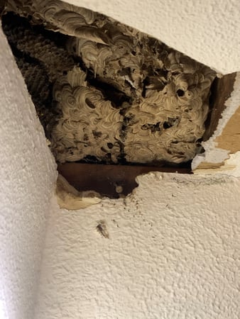 Images Precision Pest Control LLC