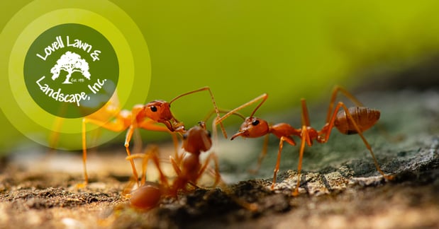 Images Lovell Lawn & Landscape Inc.