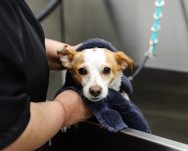 Images Sparkle Grooming Co.