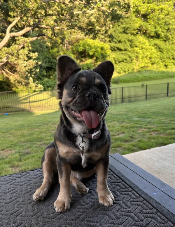 Images Wild Blue French Bulldogs