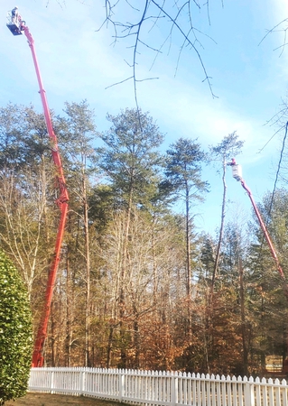 Images Bobby's Tree Service, Inc