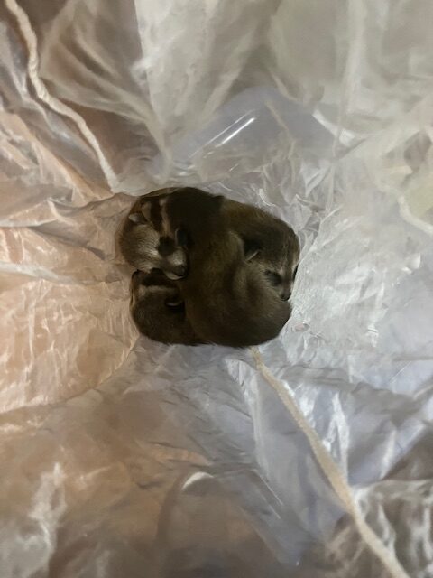 Images 関東駆除センター