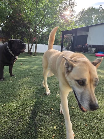 Images Wag Watchers DayCare & Spa