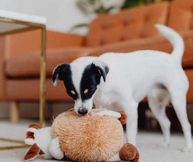 Images Great Outdogs