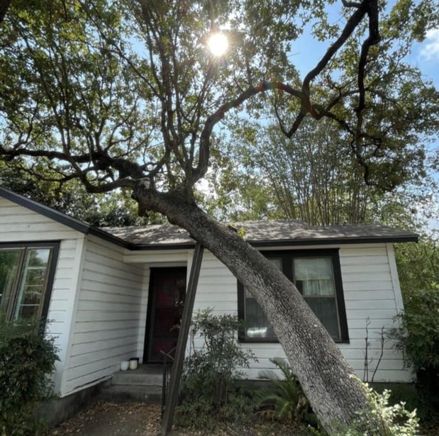 Images A Cut Above Tree Service