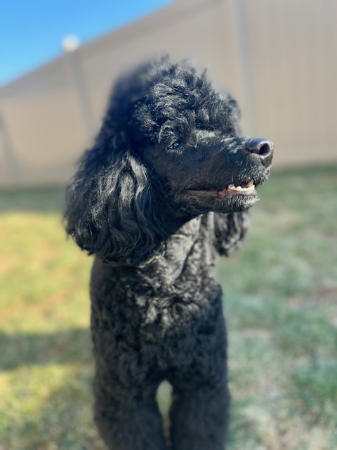 Images VCA Green Animal Hospital