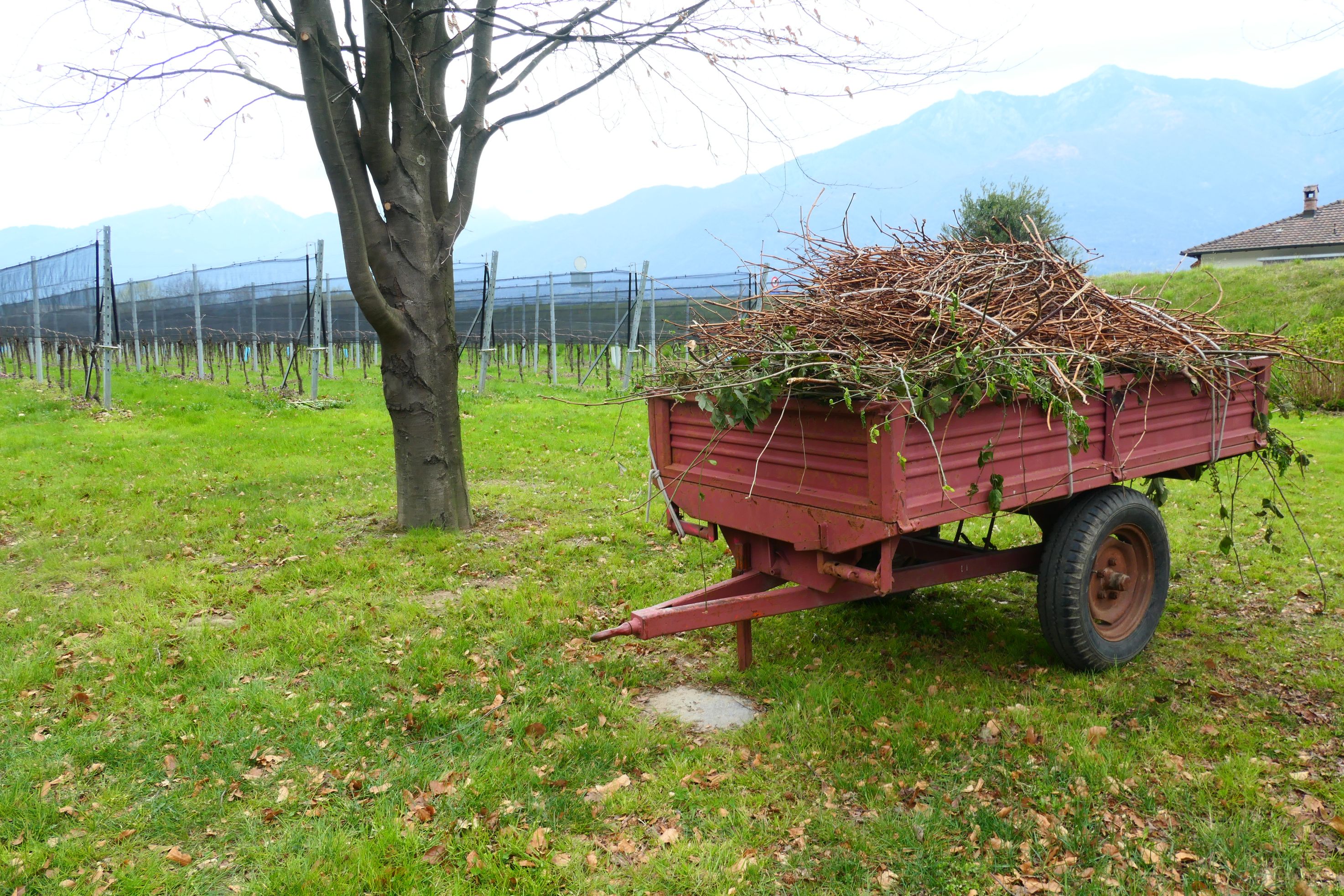 Bilder CANTINA IL CAVALIERE SA