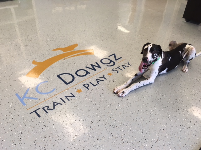 Images KC Dawgz Dog Training Academy