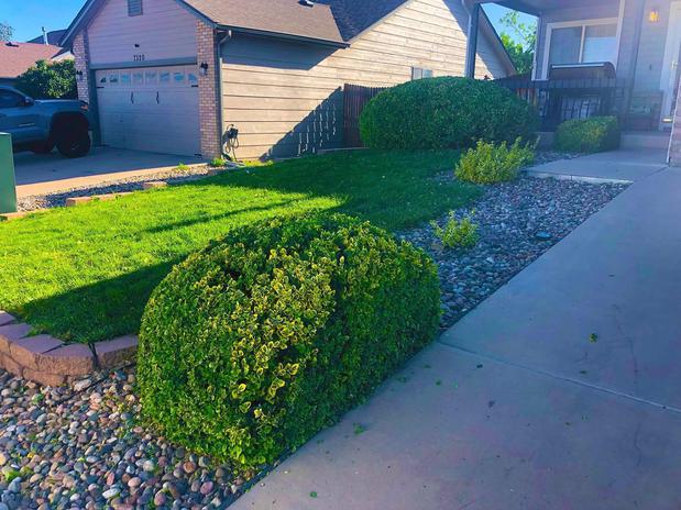 Images Central Colorado Tree Service