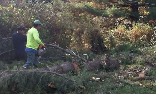 Match Grounds and Tree Service - Tree Services