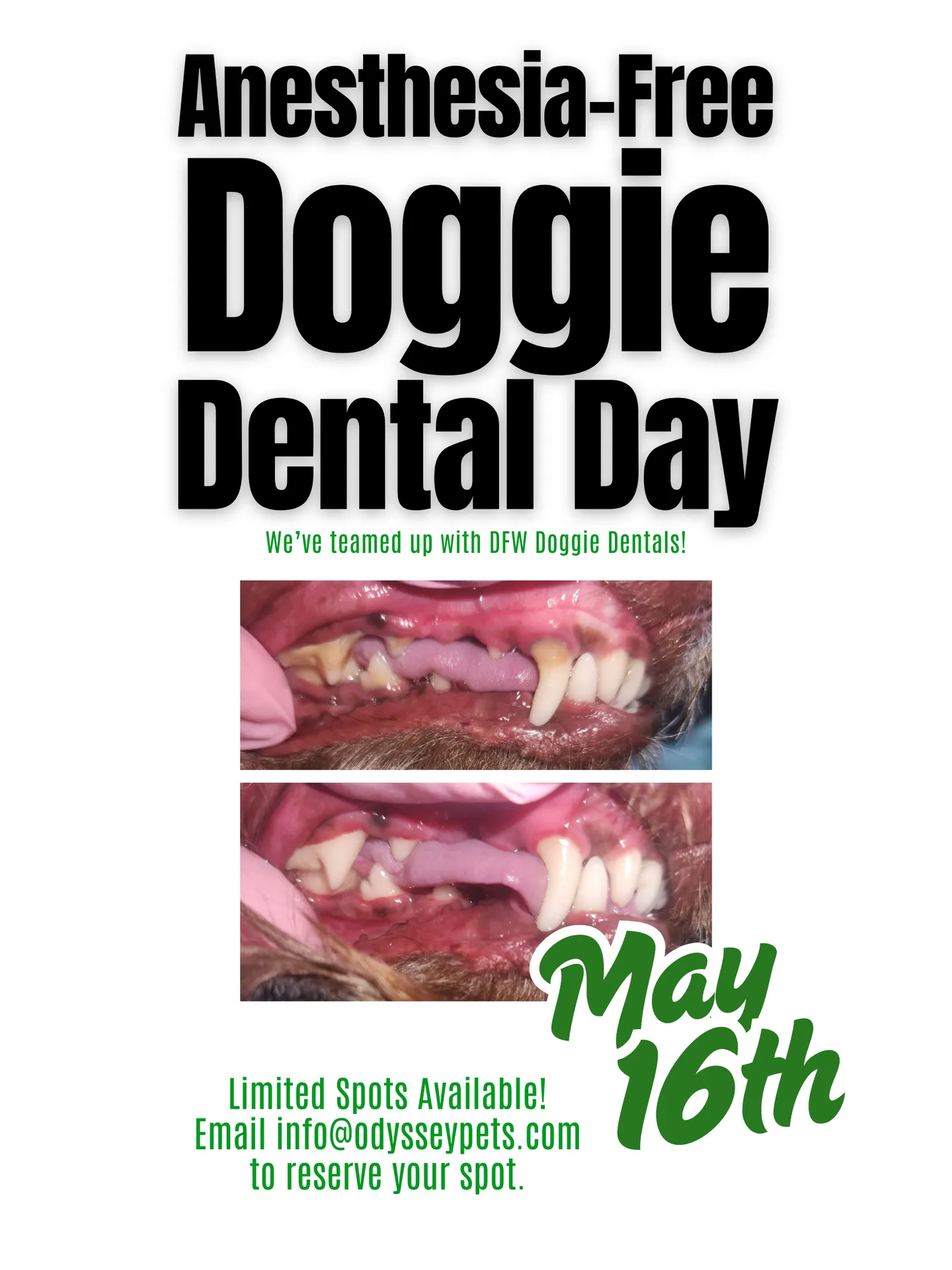 Image of Local Pet Event Doggie Dental Day--May 16th Nearby