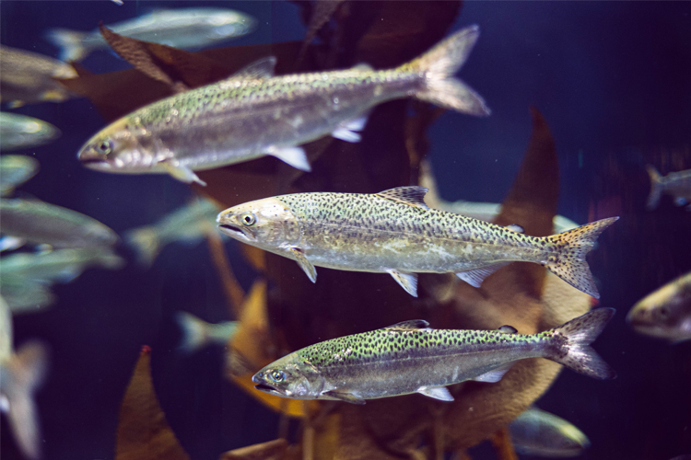 Images Langøylaks AS