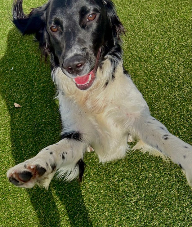 Images Our Dog House in Argyle LLC