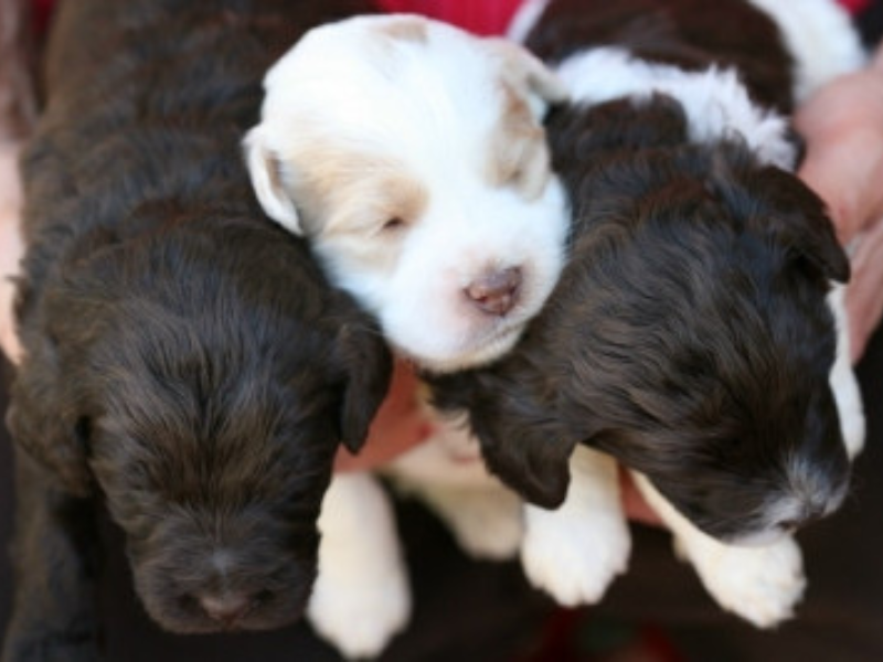 Images Country Club Labradoodles