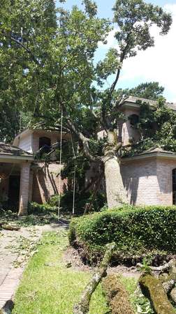 Images TNT Tree Service