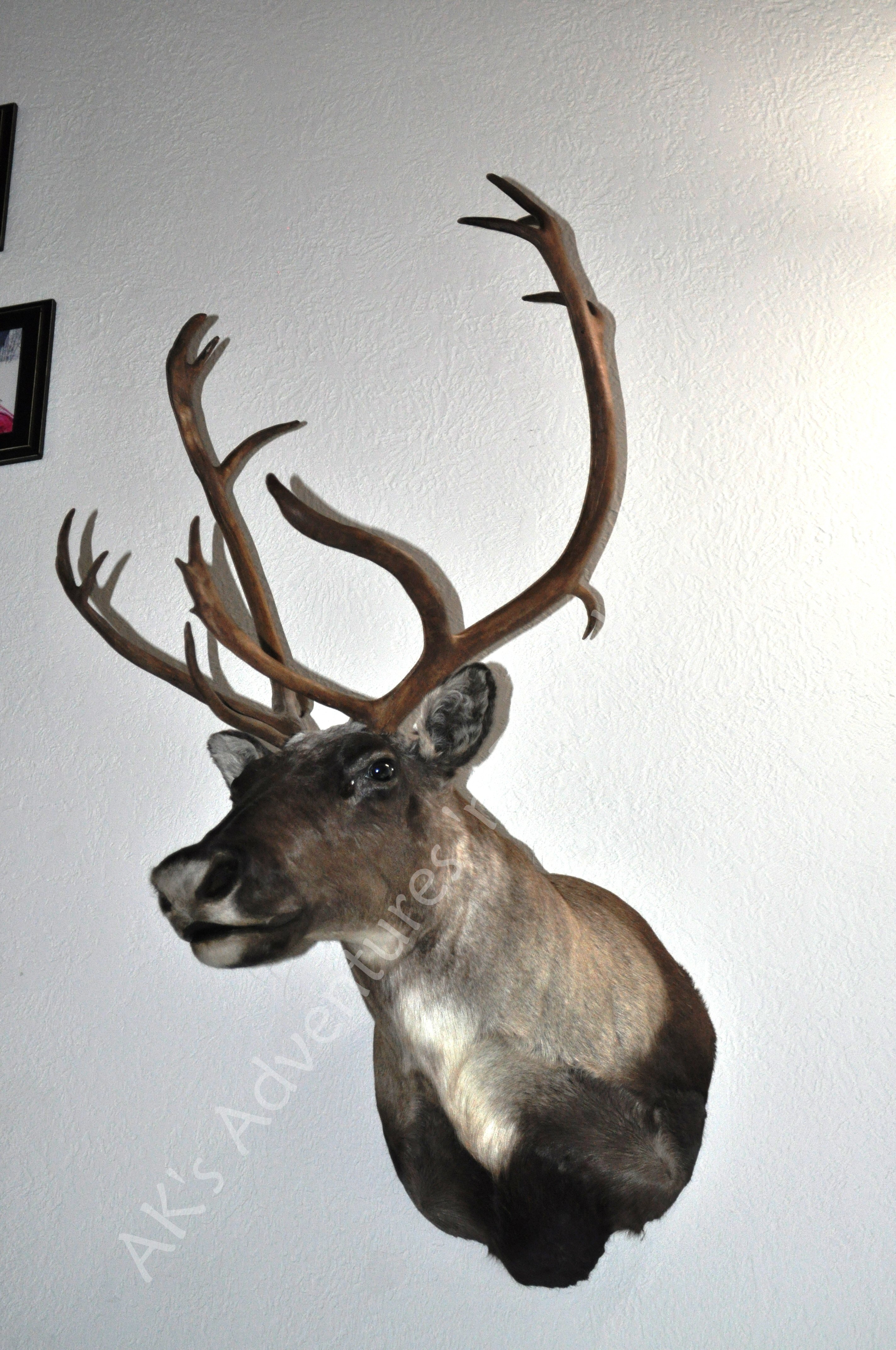 Caribou Shoulder