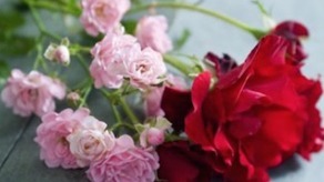 Images Bergqvists Begravningsbyrå