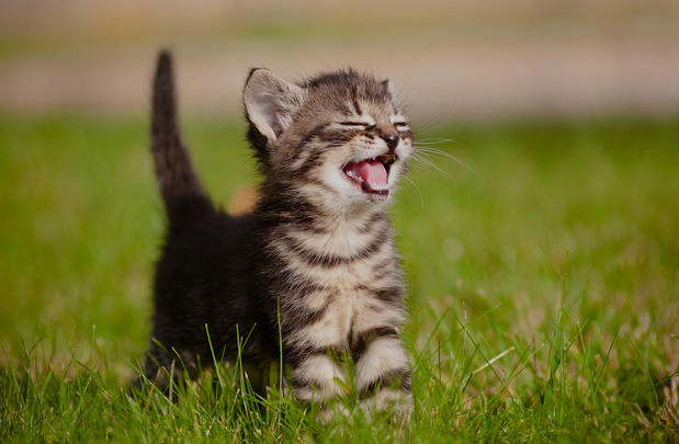 Images Bay City Veterinary Clinic & Equine Hospital