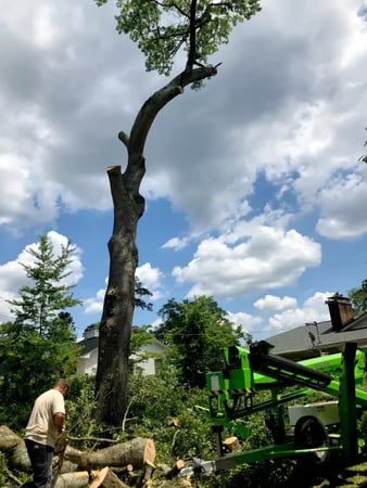 Images Tree Assault Tree Care