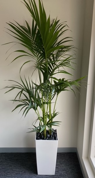 Images Greenfingers Indoor Plant Hire