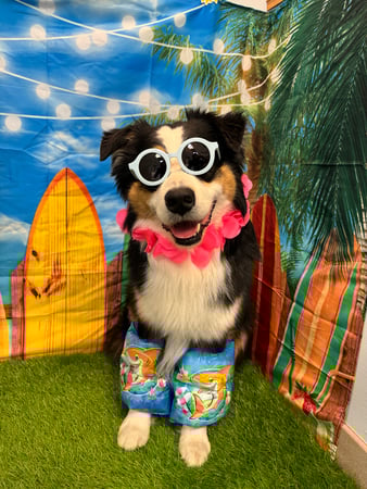 Images VCA Fleming Island Animal Hospital