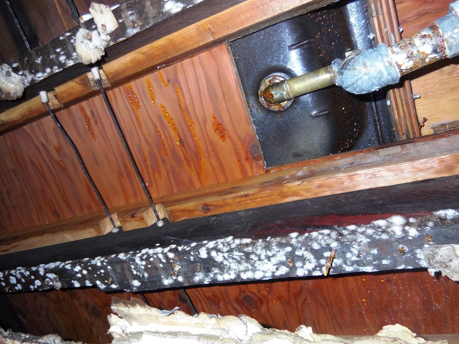 Can you spot the mold? SERVPRO of Ebensburg can and we are here to help with ANY size mold remediation.