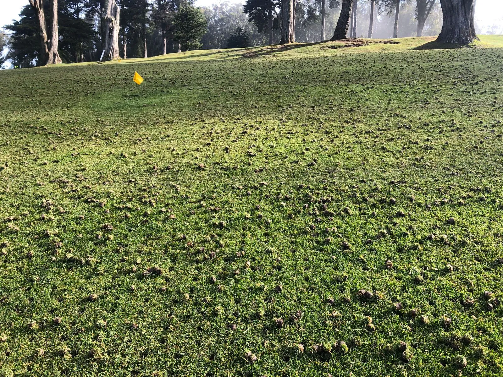 Healthy lawn after core aeration showing evenly distributed soil plugs, improving water absorption,  