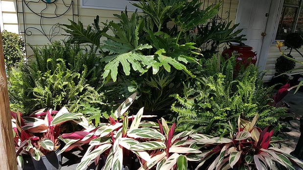 Images Fancy Plants