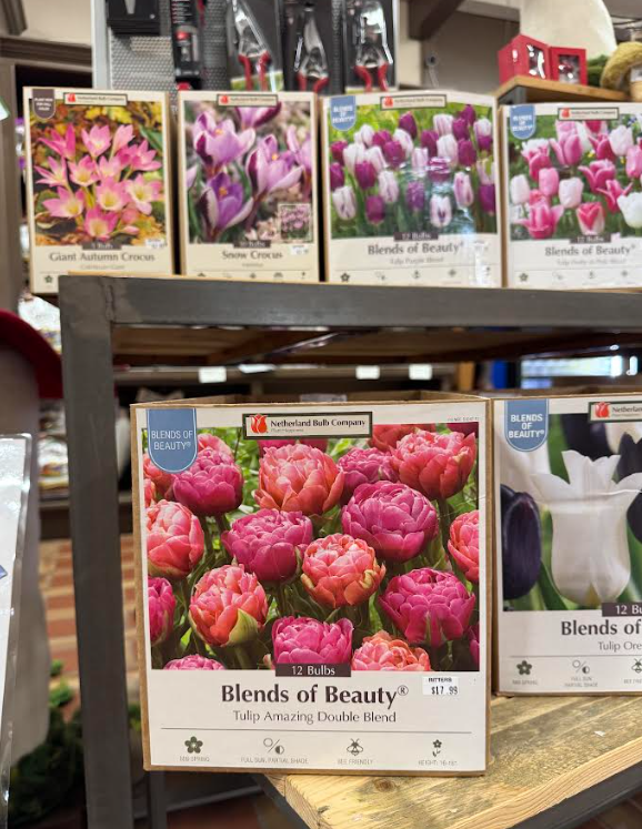 Discover Netherland Bulb Company bulbs at Ritters Garden & Gift, featuring colorful tulip blends and 
