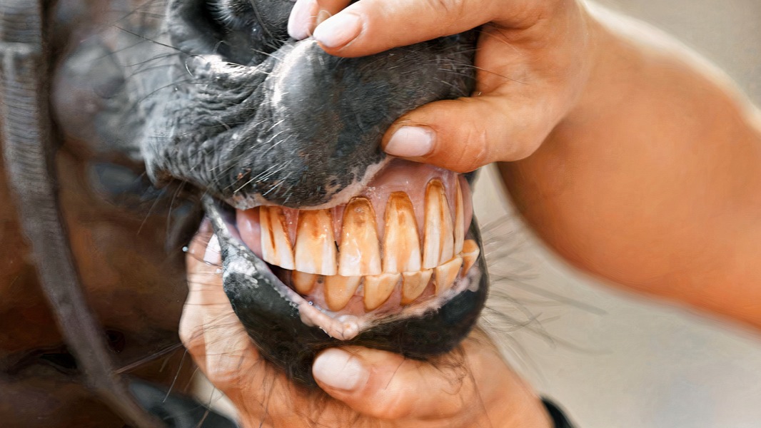 Images Murray Valley Equine Dental Vet