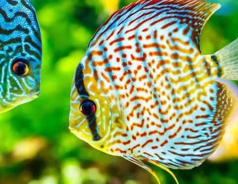 Reef Lounge Aquatics 6