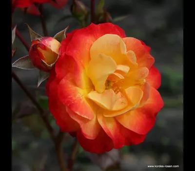 Rosa 'Firebird'_Zanker Gartenbau